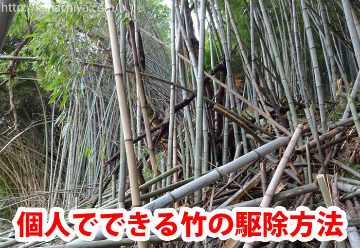 竹の駆除