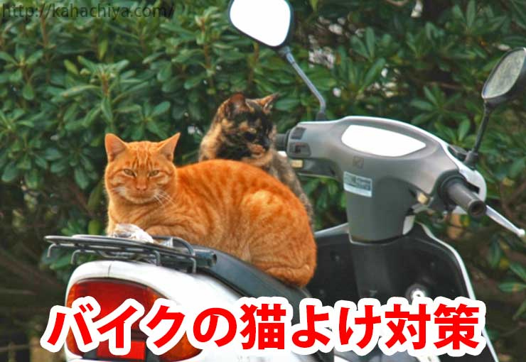 バイクの猫よけ対策 マーキング 爪とぎからシートを守ろう お庭きれい相談室