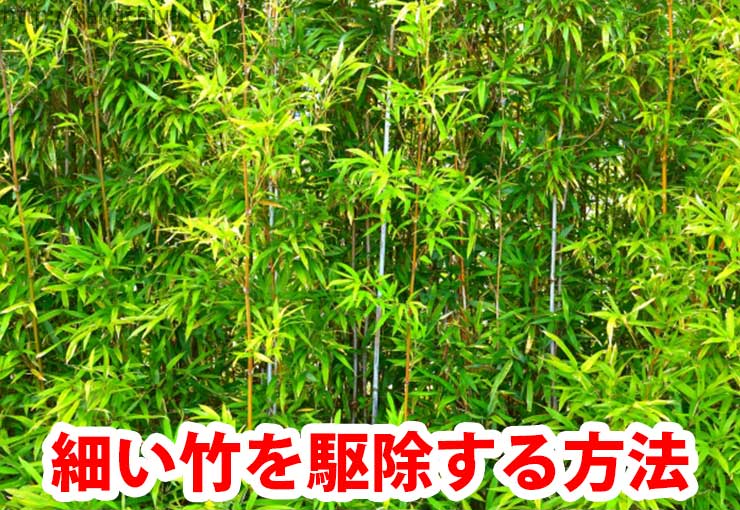 細い竹を駆除する方法